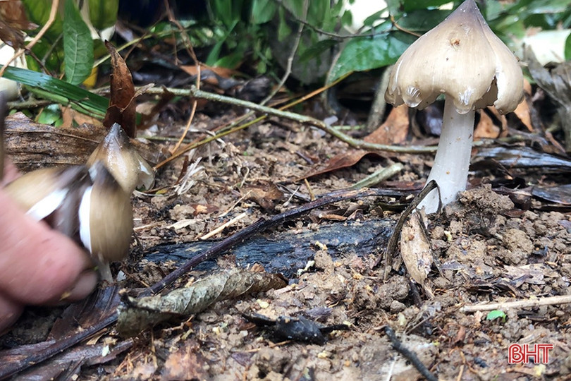 Mùa săn nấm mối ở miền núi Hà Tĩnh