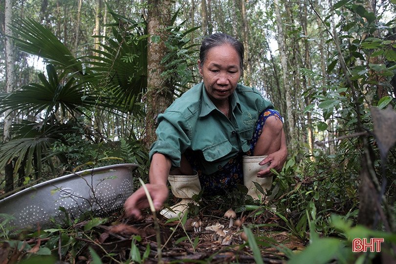 Mùa săn nấm mối ở miền núi Hà Tĩnh