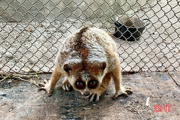 Bàn giao cá thể khỉ đuôi lợn và cu li nhỏ cho Vườn Quốc gia Vũ Quang