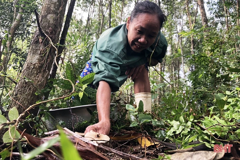 Mùa săn nấm mối ở miền núi Hà Tĩnh