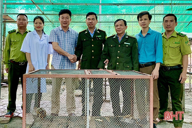 Vườn Quốc gia Vũ Quang tiếp nhận 1 cá thể cu li nhỏ