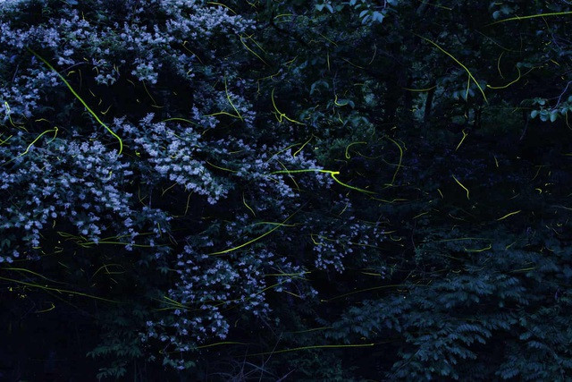 Chiêm ngưỡng cảnh quan thần tiên tạo nên từ những chú đom đóm