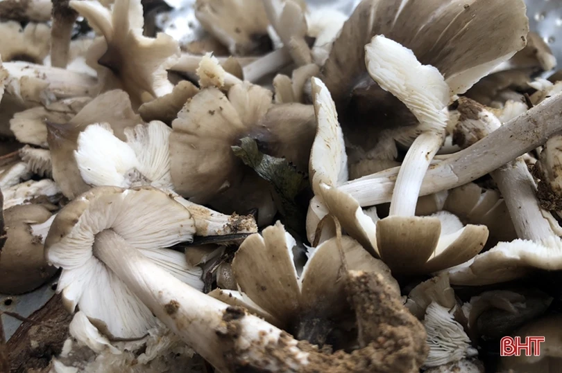 Mùa săn nấm mối ở miền núi Hà Tĩnh