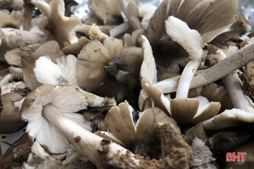 Mùa săn nấm mối ở miền núi Hà Tĩnh