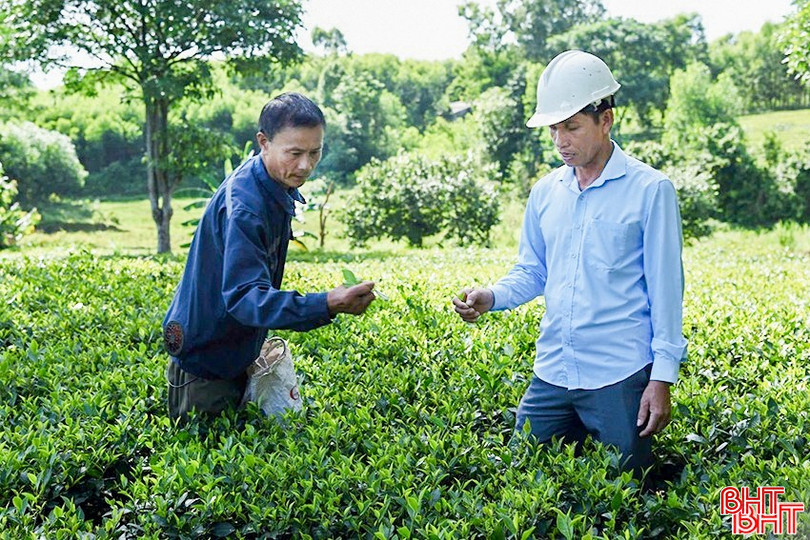 Lãnh đạo xã Kỳ Thượng thăm mô hình chè của anh Đấu. bqbht_br_a7.jpg