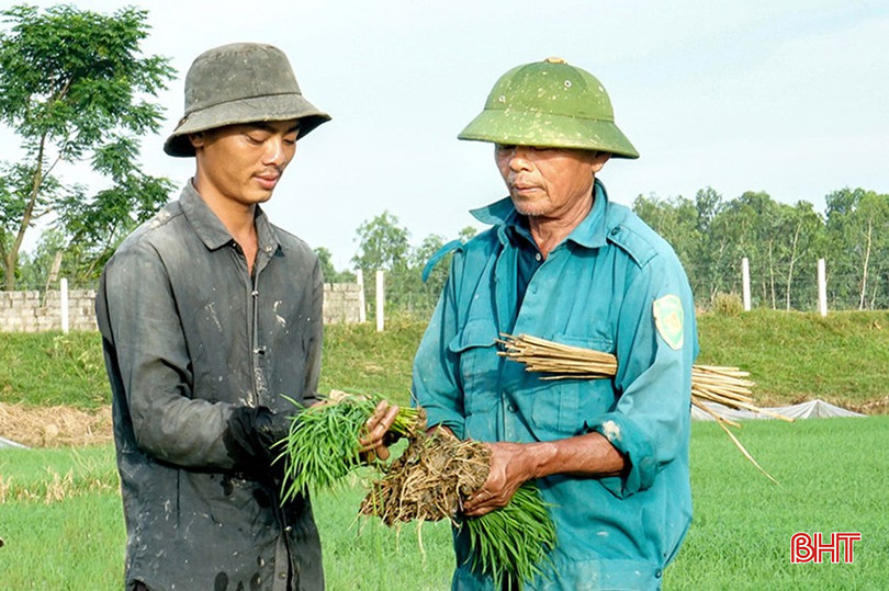 2 cha con ông Nguyễn Đức Tuấn trên ruộng lúa được "khai hoang phục hoá" (ảnh chụp năm 2020). bqbht_br_127d6162144t1885l1-15.jpg