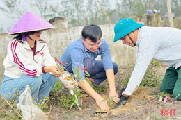 Từng bước hồi sinh những cánh rừng ven biển Hà Tĩnh 