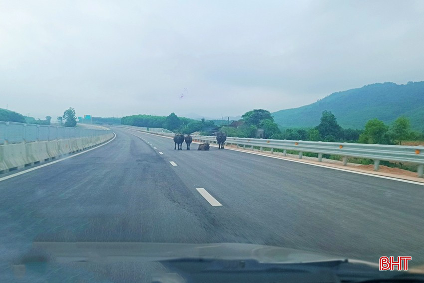 4 con trâu xuất hiện trên cao tốc Hàm Nghi - Vũng Áng ở địa phận huyện Cẩm Xuyên - Hà Tĩnh sáng 1/5. Ảnh: T.N bqbht_br_trau-bo-di-vao-cao-toc-10.jpg