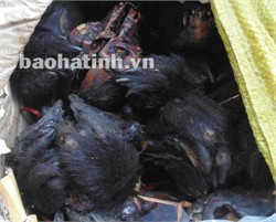 Số xương động vật bị thu giữ