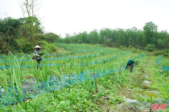 Phát triển mô hình nông nghiệp đa tầng, đa giá trị 