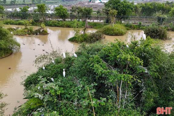 Chung tay giữ bình yên cho đàn chim trời