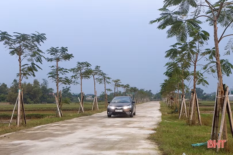 Trồng thêm gần 41.000 cây xanh, TP Hà Tĩnh ngày càng xanh đẹp hơn