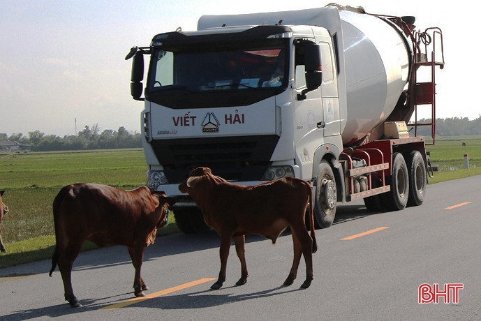 Tình trạng trâu bò thả rông trên các tuyến giao thông ở Hà Tĩnh vẫn tiếp diễn