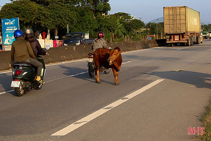 Tình trạng trâu bò thả rông trên các tuyến giao thông ở Hà Tĩnh vẫn tiếp diễn