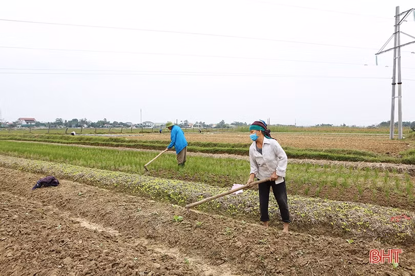Nông dân Hà Tĩnh làm đất, trồng rau vụ tết