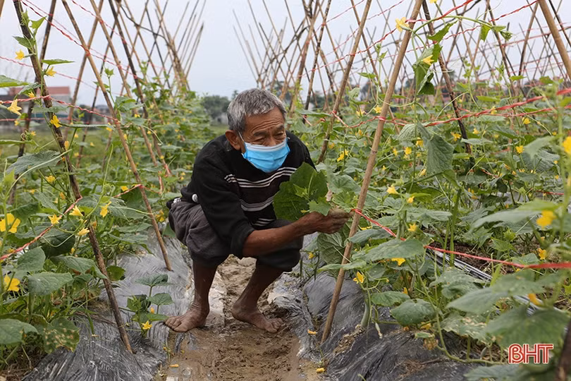 Nông dân Hà Tĩnh làm đất, trồng rau vụ tết