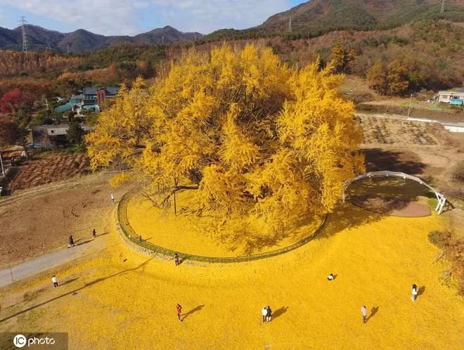 Mê mẩn cây bạch quả 800 tuổi trải thảm lá vàng vào mùa thu