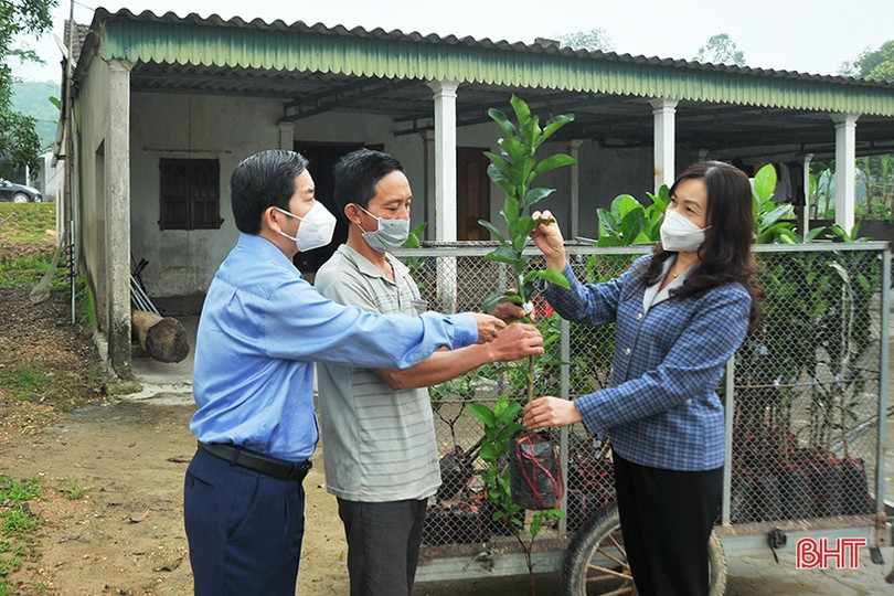 Tổ chức Hợp tác quốc tế Đức hỗ trợ cây giống cho gần 1.100 hộ dân Hà Tĩnh