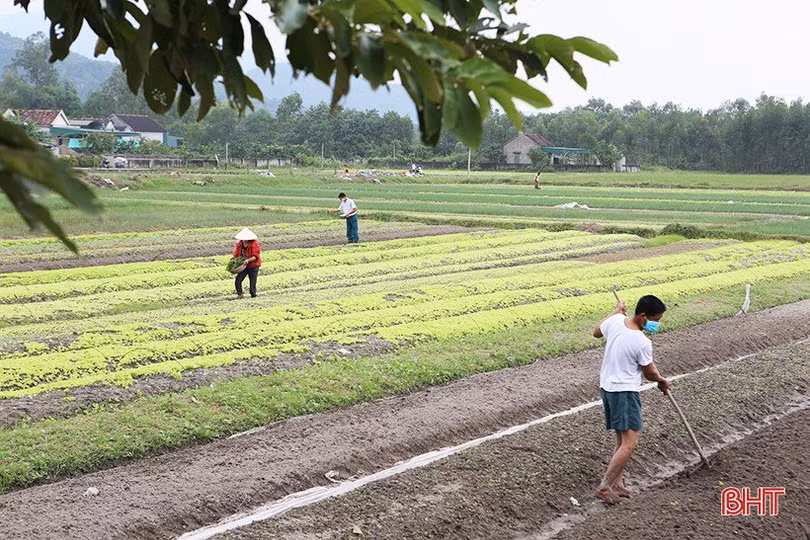 Nông dân Hà Tĩnh làm đất, trồng rau vụ tết