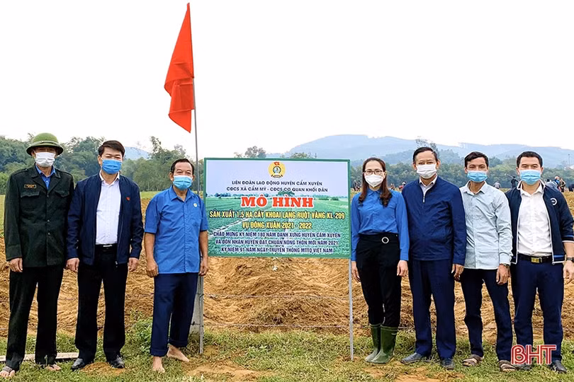 Trồng khoai lang ruột vàng ở vùng hạ du hồ Kẻ Gỗ