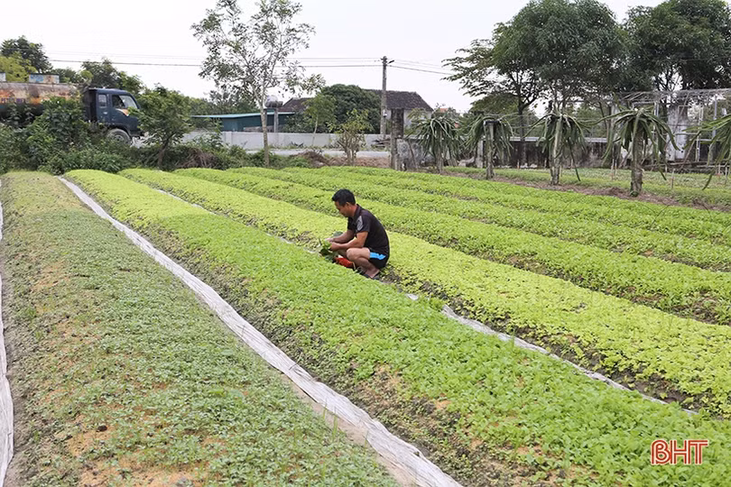 Nông dân Hà Tĩnh làm đất, trồng rau vụ tết