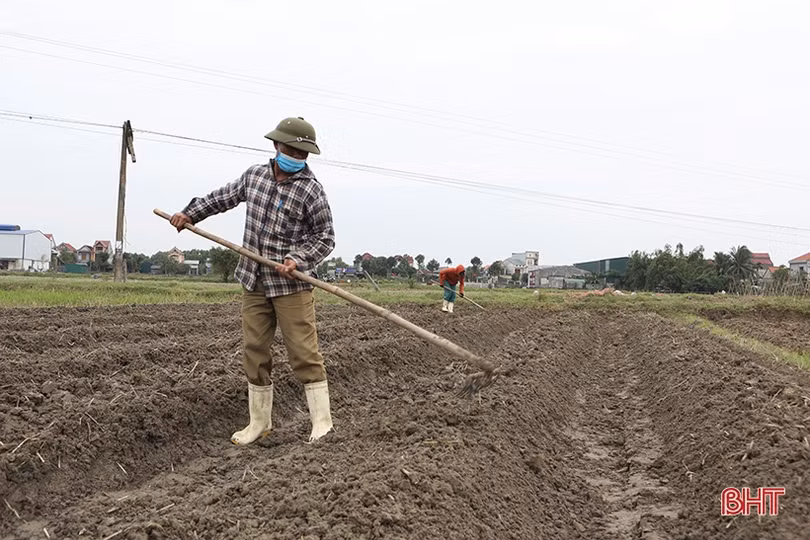 Nông dân Hà Tĩnh làm đất, trồng rau vụ tết