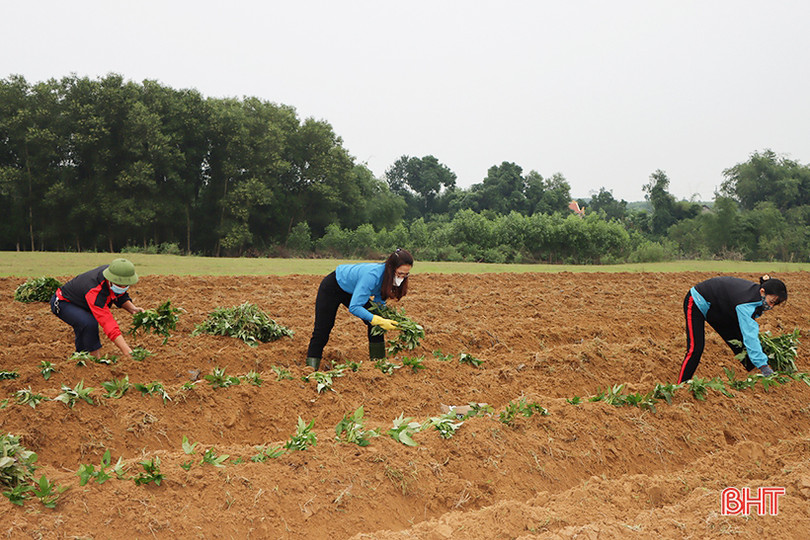 Trồng khoai lang ruột vàng ở vùng hạ du hồ Kẻ Gỗ