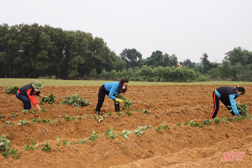 Trồng khoai lang ruột vàng ở vùng hạ du hồ Kẻ Gỗ