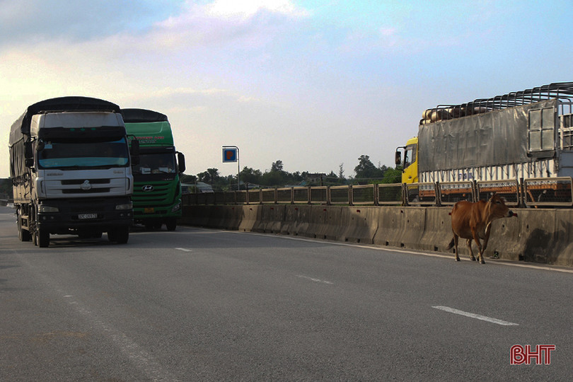 Tình trạng trâu bò thả rông trên các tuyến giao thông ở Hà Tĩnh vẫn tiếp diễn