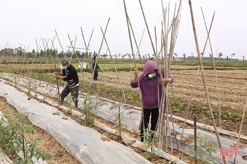 Nông dân Hà Tĩnh làm đất, trồng rau vụ tết