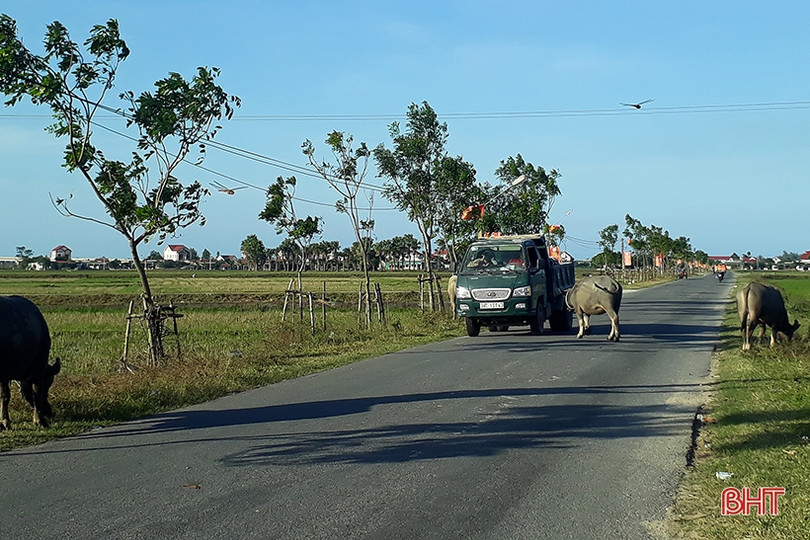 Tình trạng trâu bò thả rông trên các tuyến giao thông ở Hà Tĩnh vẫn tiếp diễn