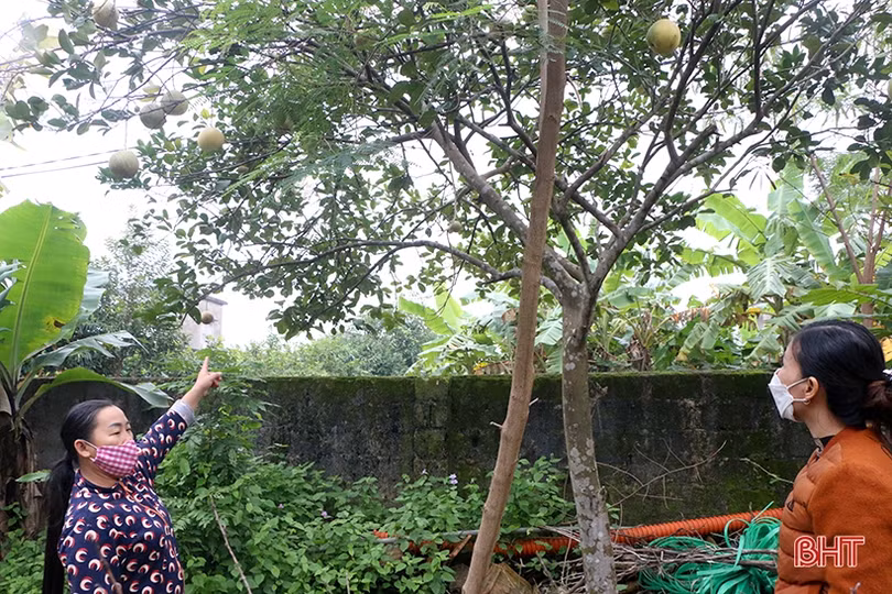 Trồng thêm gần 41.000 cây xanh, TP Hà Tĩnh ngày càng xanh đẹp hơn