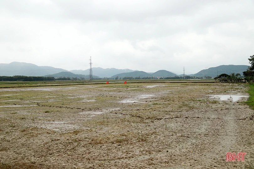 Nông dân Can Lộc lắp camera trên đồng ruộng để làm nông nghiệp sạch