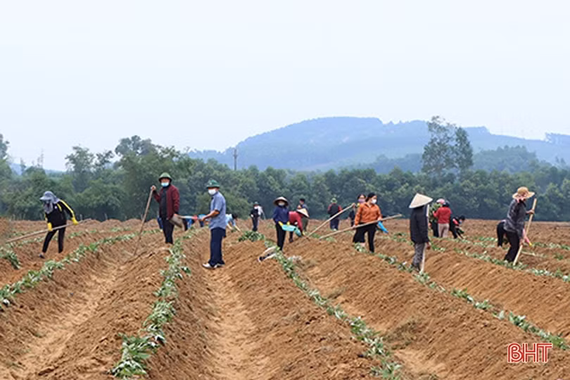 Trồng khoai lang ruột vàng ở vùng hạ du hồ Kẻ Gỗ