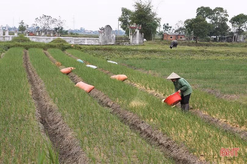 Nông dân Hà Tĩnh làm đất, trồng rau vụ tết