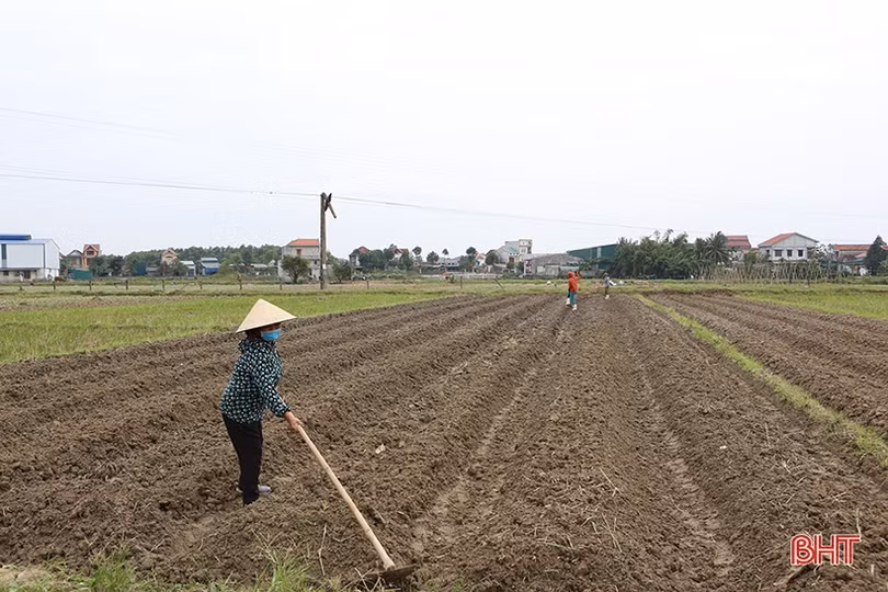 Nông dân Hà Tĩnh làm đất, trồng rau vụ tết