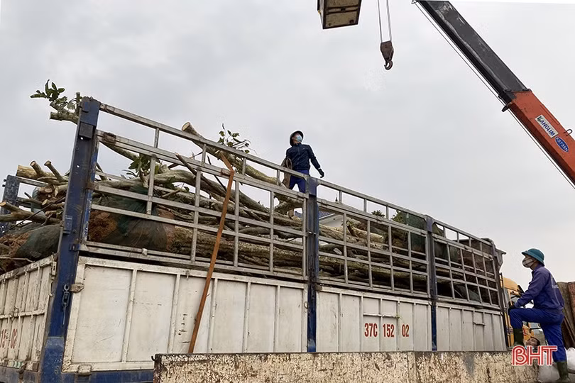 Trồng thêm gần 41.000 cây xanh, TP Hà Tĩnh ngày càng xanh đẹp hơn