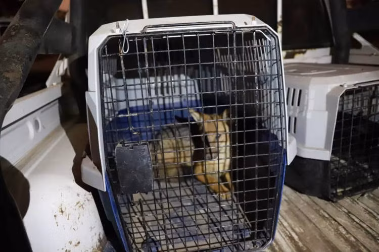 Gia đình sốc khi phát hiện chó cưng thực ra là một con cáo