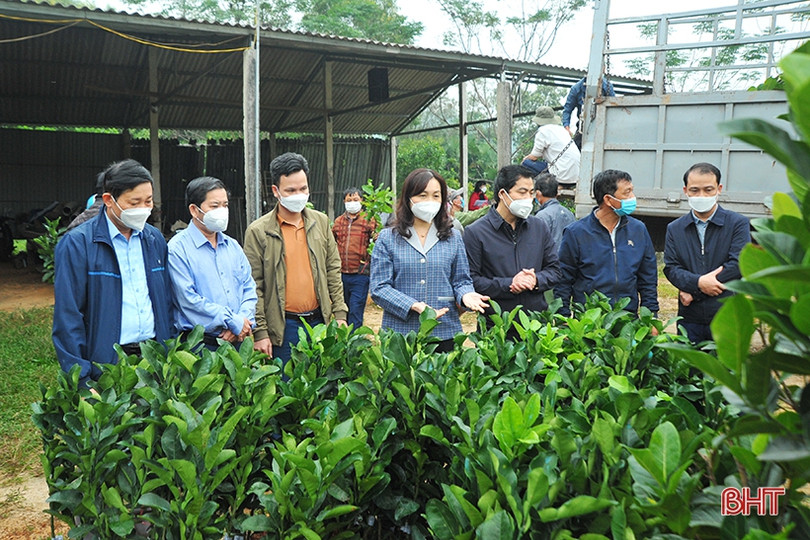 Tổ chức Hợp tác quốc tế Đức hỗ trợ cây giống cho gần 1.100 hộ dân Hà Tĩnh