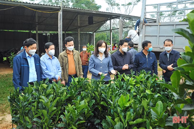 Tổ chức Hợp tác quốc tế Đức hỗ trợ cây giống cho gần 1.100 hộ dân Hà Tĩnh