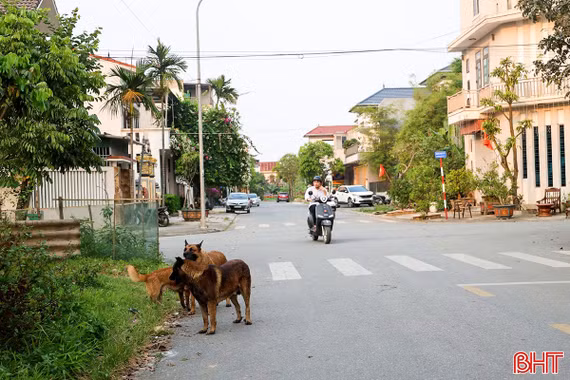 Liên tiếp các vụ chó nuôi tấn công người: Đừng để “thú cưng” trở thành mối nguy tiềm ẩn