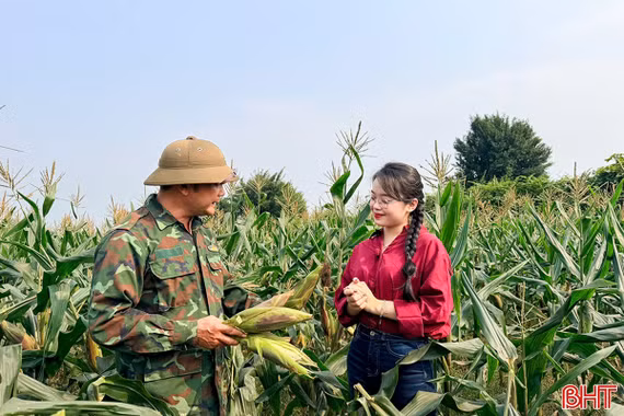 Bãi bồi sông Ngàn Sâu mùa ngô về...