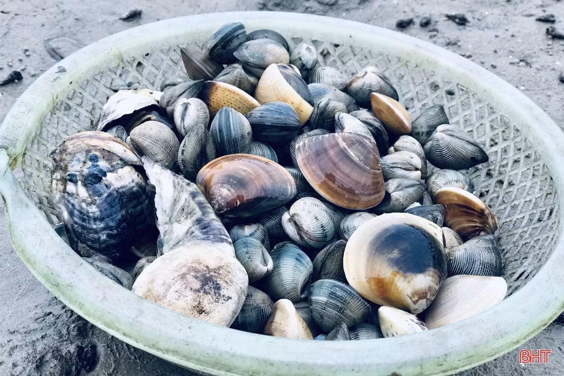 Xem phụ nữ miền biển Hà Tĩnh đục đá tìm hàu