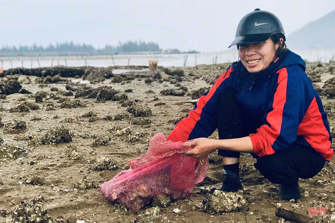 Xem phụ nữ miền biển Hà Tĩnh đục đá tìm hàu