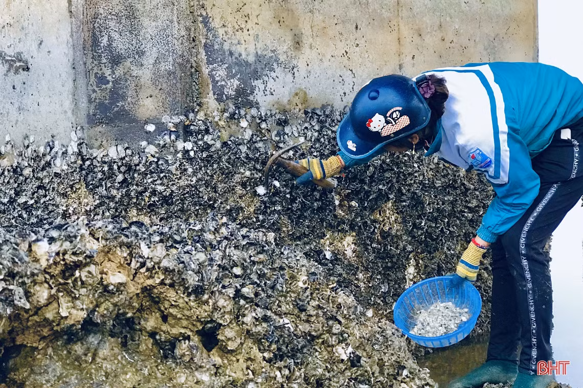 Xem phụ nữ miền biển Hà Tĩnh đục đá tìm hàu