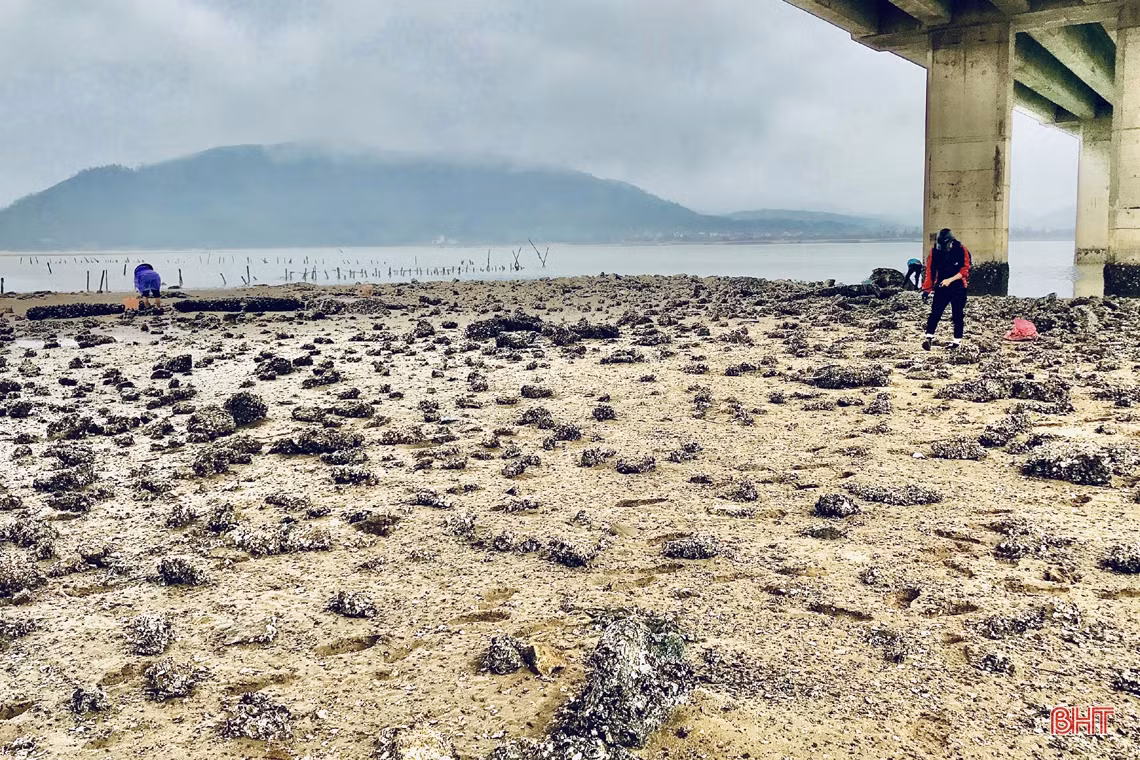 Xem phụ nữ miền biển Hà Tĩnh đục đá tìm hàu