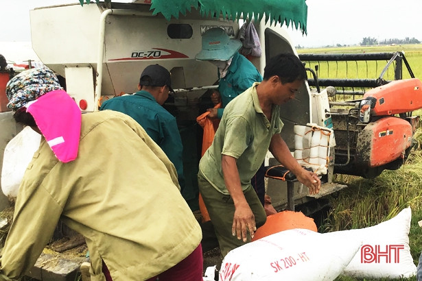 Năng suất giống lúa xuân cao nhất ở Lộc Hà đạt khoảng 60 tạ/ha