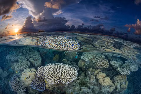 14 khu lặn biển ngoạn mục bậc nhất thế giới