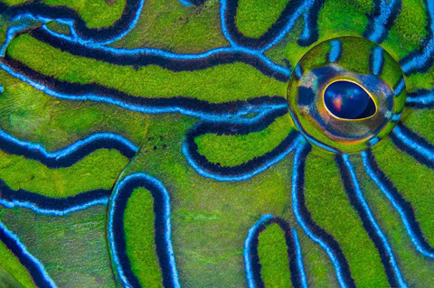 14 khu lặn biển ngoạn mục bậc nhất thế giới ảnh 8 14 khu lặn biển ngoạn mục bậc nhất thế giới