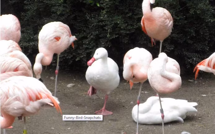 Khoảnh khắc hài hước khó đỡ của những động vật “kệ đời đi và vui sống“